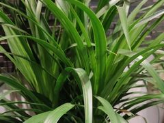 -白氏兄弟烧烤(尹家沟店)