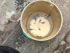 -越洋肖氏老米线(杨家坪店)