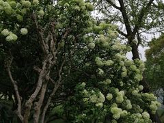 -苏州上方山国家森林公园
