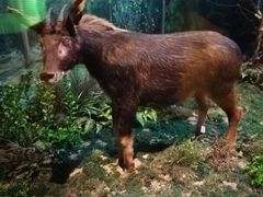 -陕西自然博物馆