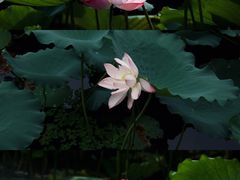 -荔湾湖公园