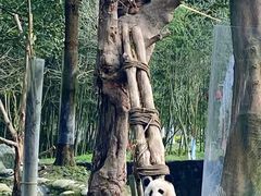 -都江堰中华大熊猫苑