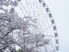 -顾村公园