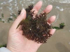 -蓬莱仙岛