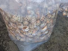 -鸿港海鲜批发市场