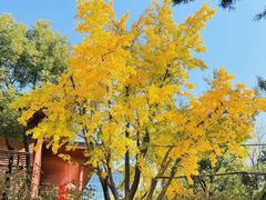 -龙华素斋(龙华路店)