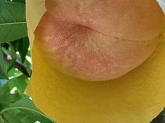 -老袁家蜜桃农场·阳山水蜜桃