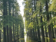 -渌洋湖湿地公园