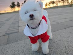 -宠福鑫康馨动物医院·骨科·眼科