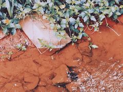 -银湖山郊野公园-相思林