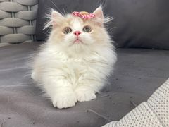 -lincat·猫舍(广州店)