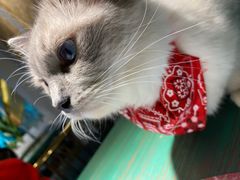 -喵喵咪呀布偶猫咖(春熙路店)