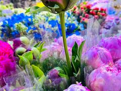 -朝来春花卉市场