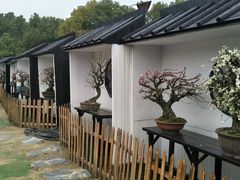 -香雪海