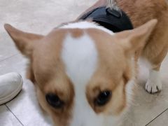 -美联众合动物医院·24h转诊中心