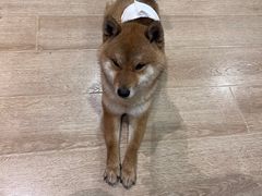 -南京Hallo宠物乐园·哈罗犬舍·柴犬繁育基地