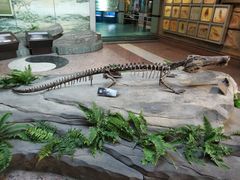 -自贡恐龙博物馆