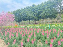 -天适樱花悠乐园