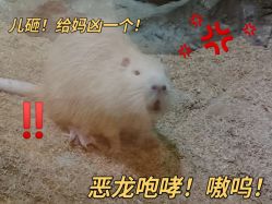 -酷嗒动物文化乐园(cutezoo西溪乐天城店)