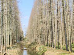 -东平国家森林公园
