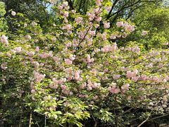 -上海佘山国家森林公园天马山园