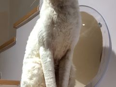 -猫域·湾主题猫咖·宠物吧(南坪城市广场店)