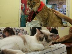 -猫色咖啡·猫咖