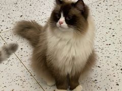 -猫域·湾主题猫咖·宠物吧(南坪城市广场店)