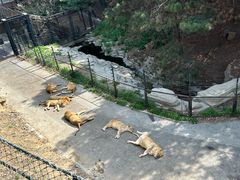 -大连森林动物园