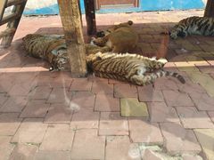 -大连森林动物园