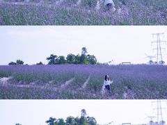 -紫颐香薰山谷景区