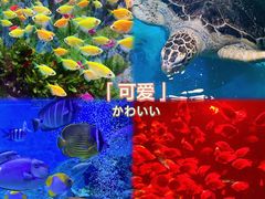 -正佳极地海洋世界