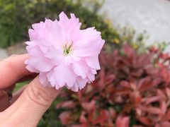 -高东镇樱花园