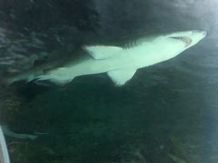 -凯莉-塔尔敦海洋生物水族馆