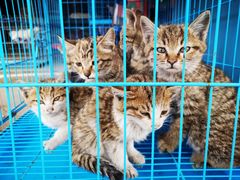 -桂林市花鸟市场