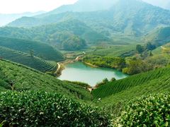 -龙坞茶村
