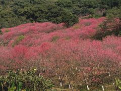 -福清灵石山国家森林公园