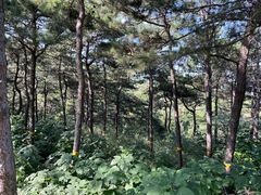 -北京西山国家森林公园