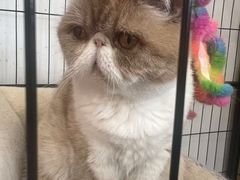 -瑞派长江宠物医院·猫科·外科·24小时夜护(谊城公寓分院)