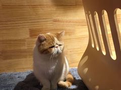 -喵屿·大理花园猫咖