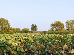 -大兴滨河森林公园