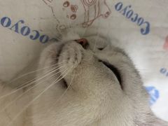 -灵美宠物诊所