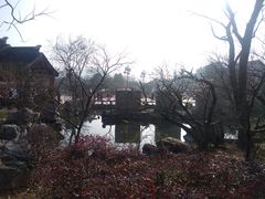 -香雪海