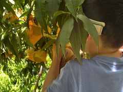 -老袁家蜜桃农场·阳山水蜜桃