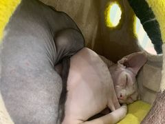 -糯米喵星人·撸猫猫舍咖啡馆(西市场嘉华店)