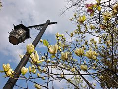-东台西溪天仙缘景区