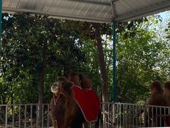 -合肥野生动物园