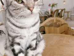 -共舞时光猫咖·狗咖(新街口店)