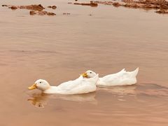 -光明小镇欢乐田园