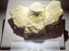 -陕西自然博物馆